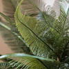 Wide Fern in Concrete Pot