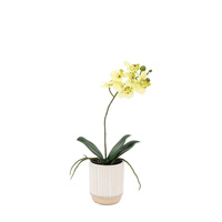 Orchid Cream in Ribbed White Ceramic Pot 320mm