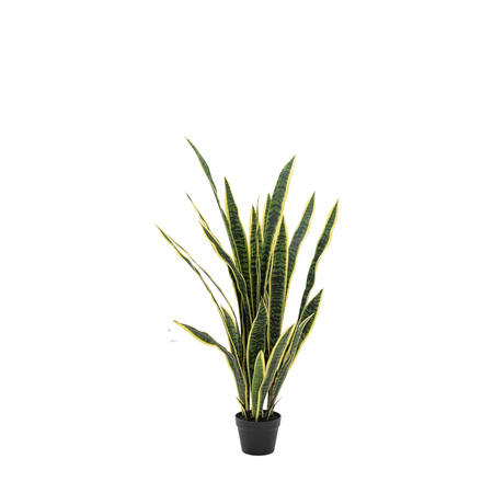 Potted Sansevieria Plant 4ft
