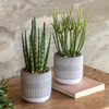 Small Succulents Ceramic Pots Set of 2