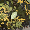 The Love Tree Framed Canvas 950x30x950mm