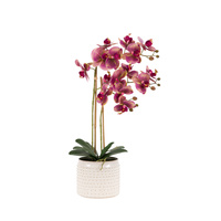 Orchid in Moss Ceramic Dot Pot Pink 400x250x610mm