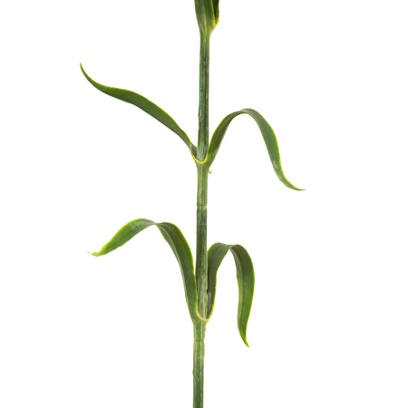 Faux Stem Statement Bloom Green 540mm (12pk)