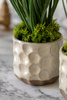 Spring Hydrangea White in Ceramic Pots Set of 2
