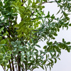 Potted Buxus Tree Green 400x400x600mm