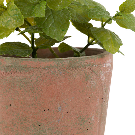 Potted Mint Terracotta 180x180x230mm