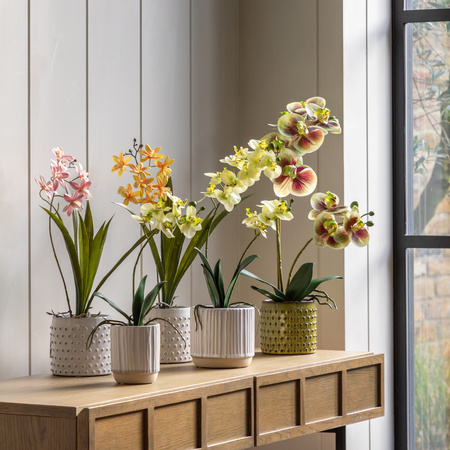 Orchid Cream in Ribbed White Ceramic Pot 440mm