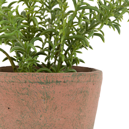 Potted Rosemary Terracotta 150x150x230mm