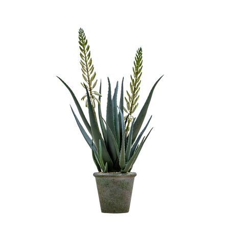 Potted Aloe with Flowers Green White H760mm