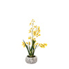 Orchid Yellow in Low Ceramic Pot 580mm