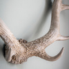 Bjorn Antler Wall Art White 550 x 140 x 440 mm