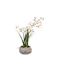 Orchid White in Low Ceramic Pot 580mm