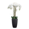 Potted Phalaenopsis Orchid x5 White H940mm
