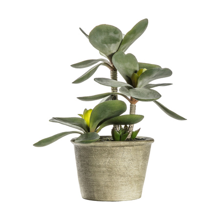 Potted Kalanchoe Pale Green 140x140x290mm
