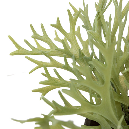 Faux Playycerium in Ceramic Pot Sage Green