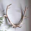Bjorn Antler Wall Art White 550 x 140 x 440 mm