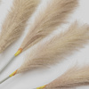 Goma Soft Feather Stem Blush (5 szt.) 720 mm