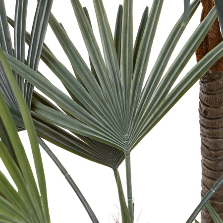 Potted Statement Palm 1580mm