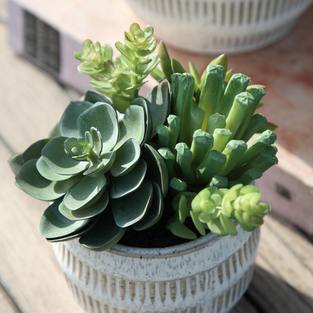 Potted Succulents Ceramic Pot Green Brown H140mm