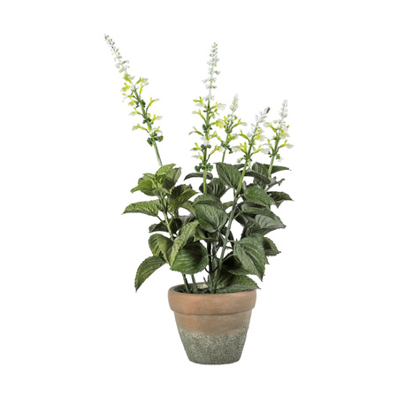 Potted Salvia White 200x200x460mm