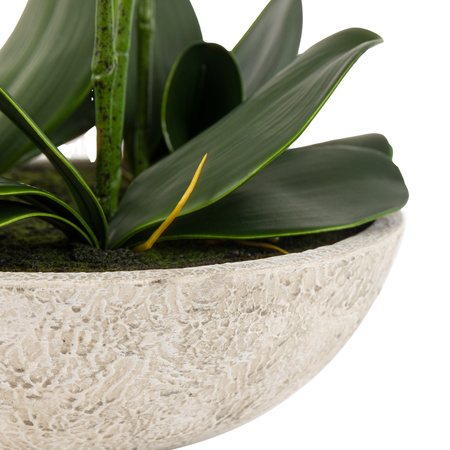 Oversized Orchid in Cement Pot White 545x545x650mm