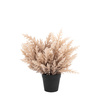 Potted Broom Corn Bush 260x260x360mm