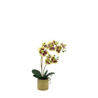 Orchid Multicolour in Moss Ceramic Dot Pot 500mm