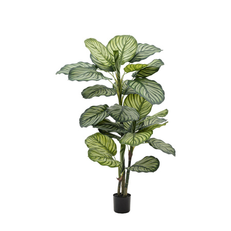 Potted Calathea Leaf Tree 4ft