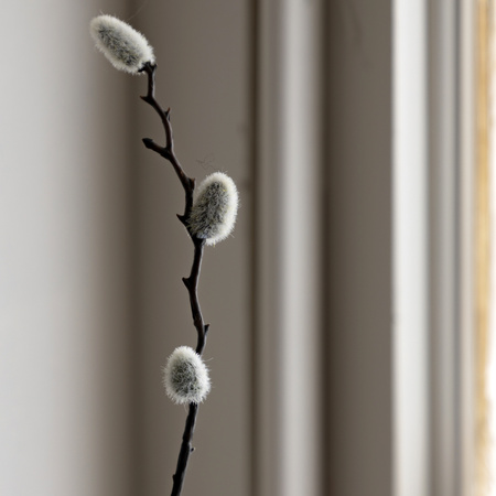 Faux Willow Stem (5pk) 40x250x800mm