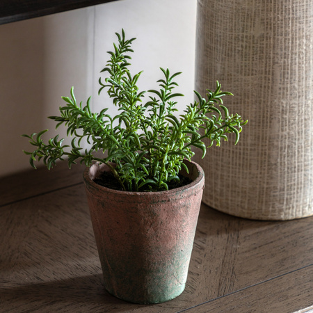 Potted Rosemary Terracotta 150x150x230mm