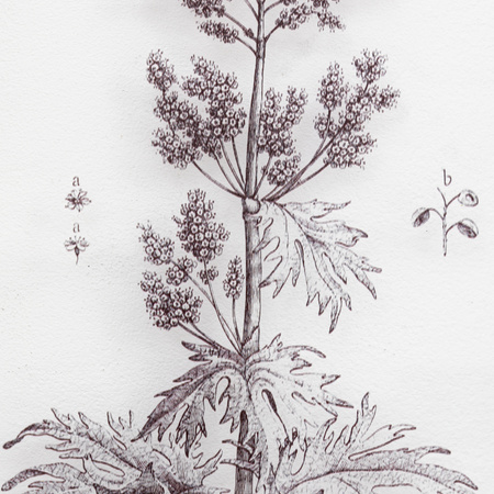 Petiole Framed Art Set of 2