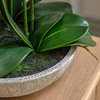 Oversized Orchid in Cement Pot White 545x545x650mm