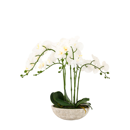 Oversized Orchid in Cement Pot White 545x545x650mm