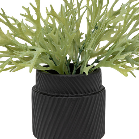Faux Playycerium in Ceramic Pot Sage Green