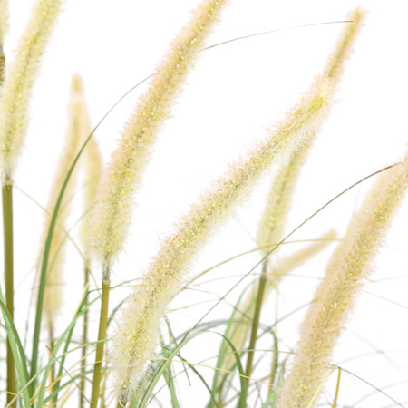 Potted Grass with Cattail Seed Heads 810mm