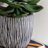 Potted Succulent in Ribbed Black Ceramic Pot