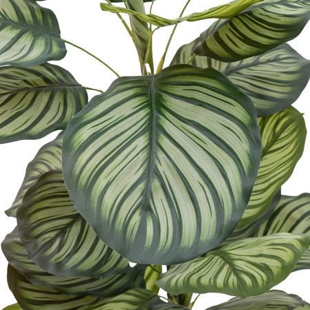 Potted Calathea Leaf Tree 4ft