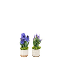 Spring Hydrangea Purple in Ceramic Pots Set of 2