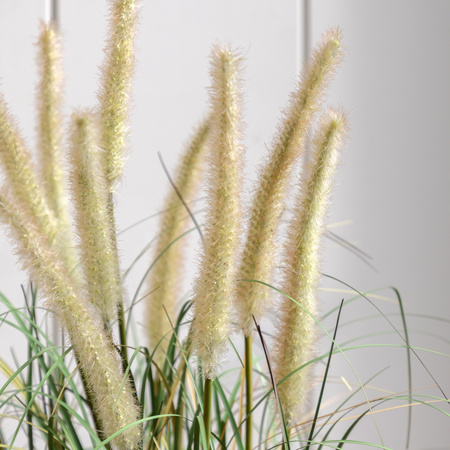 Potted Grass with Cattail Seed Heads 570mm