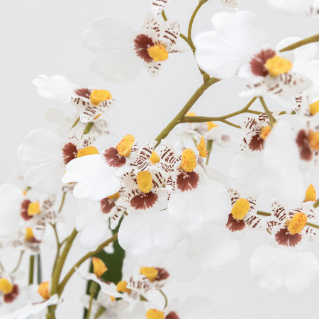 Orchid White in Low Ceramic Pot 580mm