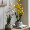 Orchid White in Low Ceramic Pot 580mm
