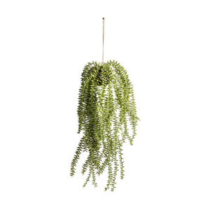 Wiszący kaktus skrzyp 200 x 200 x 580 mm