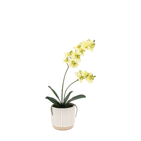 Orchid Cream in Ribbed White Ceramic Pot 440mm