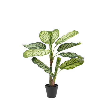 Potted Calathea Leaf Tree 2ft