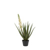 Aloe Potted Plant with White Flower