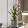 Orchid Pink in White Ceramic Dot Pot 400mm