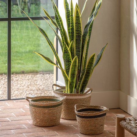 Potted Sansevieria Plant 4ft