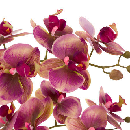 Orchid in Moss Ceramic Dot Pot Pink 400x250x610mm
