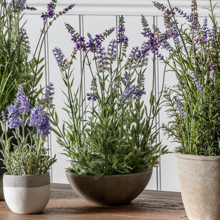 Potted Lavender Bowl Small 220x220x400mm