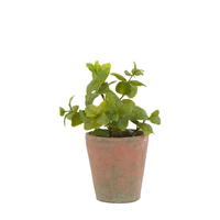 Potted Mint Terracotta 180x180x230mm